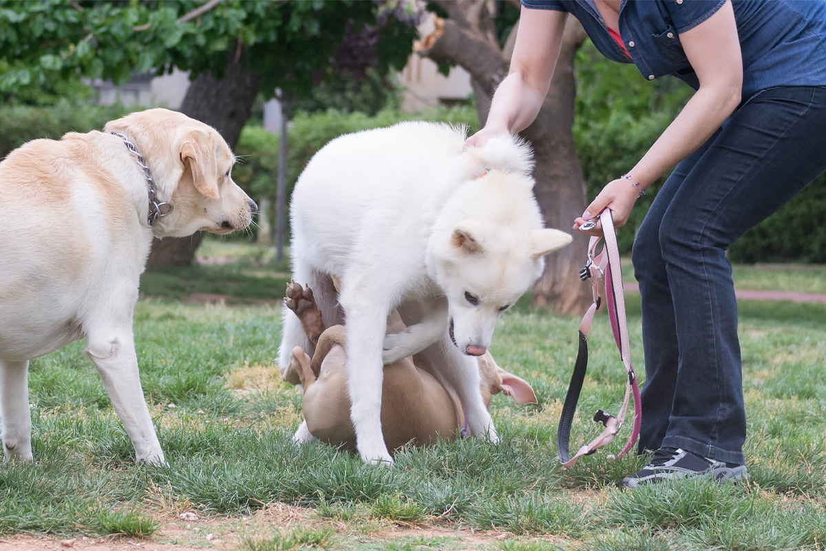 Dog Bite Lawyer New York City Law Offices of Brian J. Elbaum